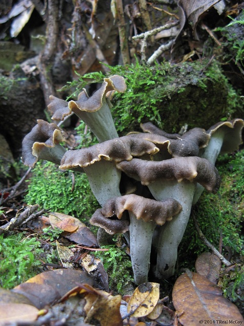 Black Trumpet Mushrooms